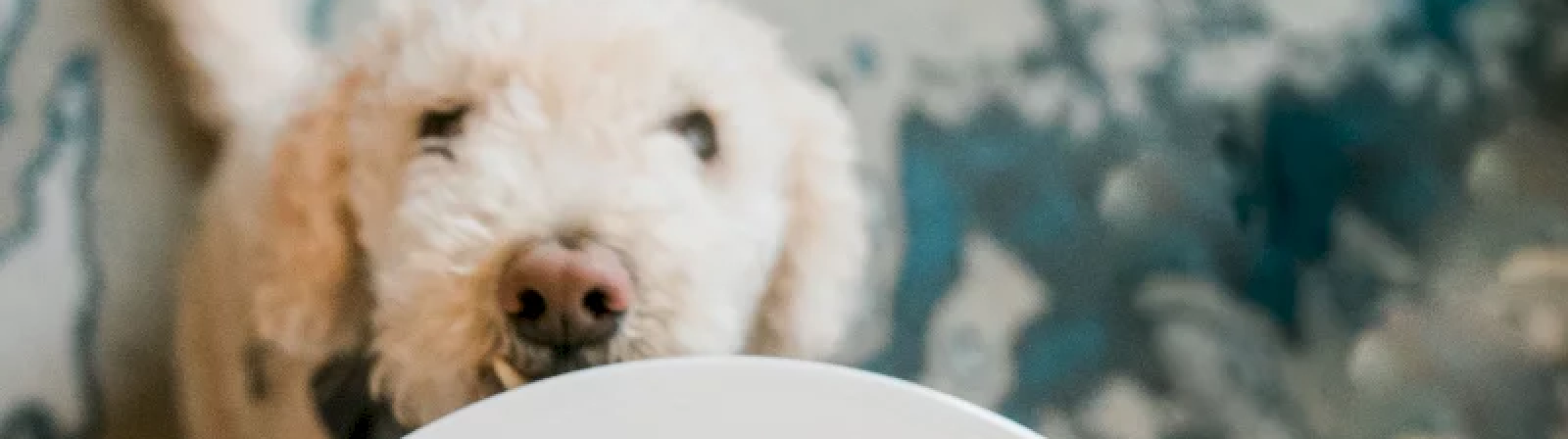 A white doodle stares longingly at a hand holding a white plate filled with bone-shaped, frosted dog treats and chocolate cups, against a blurry patterned background.
