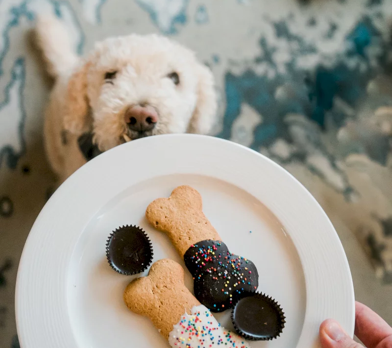 A white doodle stares longingly at a hand holding a white plate filled with bone-shaped, frosted dog treats and chocolate cups, against a blurry patterned background.