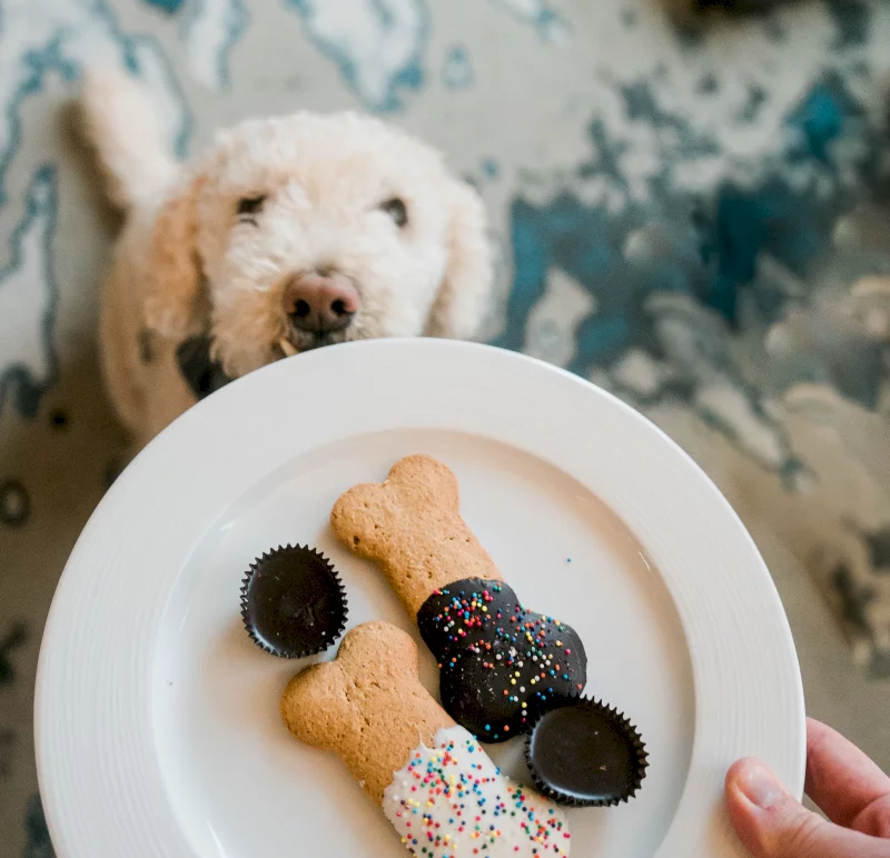 A white doodle stares longingly at a hand holding a white plate filled with bone-shaped, frosted dog treats and chocolate cups, against a blurry patterned background.