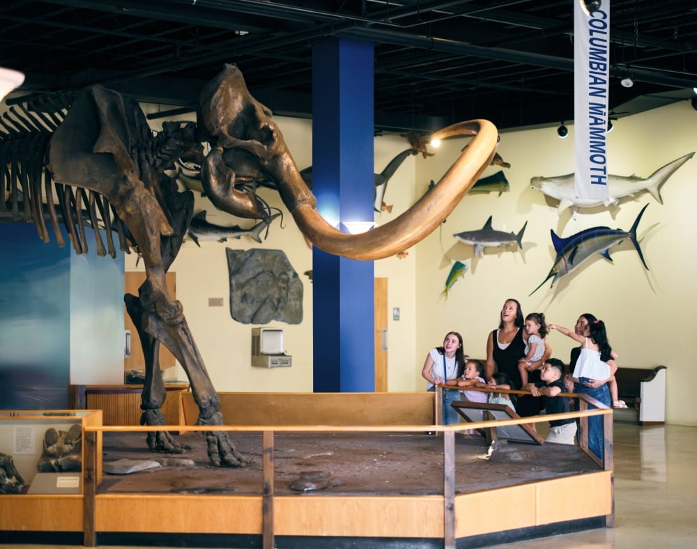 A large Columbian Mammoth skeleton stands displayed in a museum, observed by a group of adults and children. Walls feature marine life replicas. Banner: "COLUMBIAN MAMMOTH".